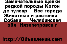 Замечательные щенки редкой породы Котон де тулеар  - Все города Животные и растения » Собаки   . Челябинская обл.,Нязепетровск г.